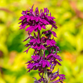 Vaste lobelia - Willemse