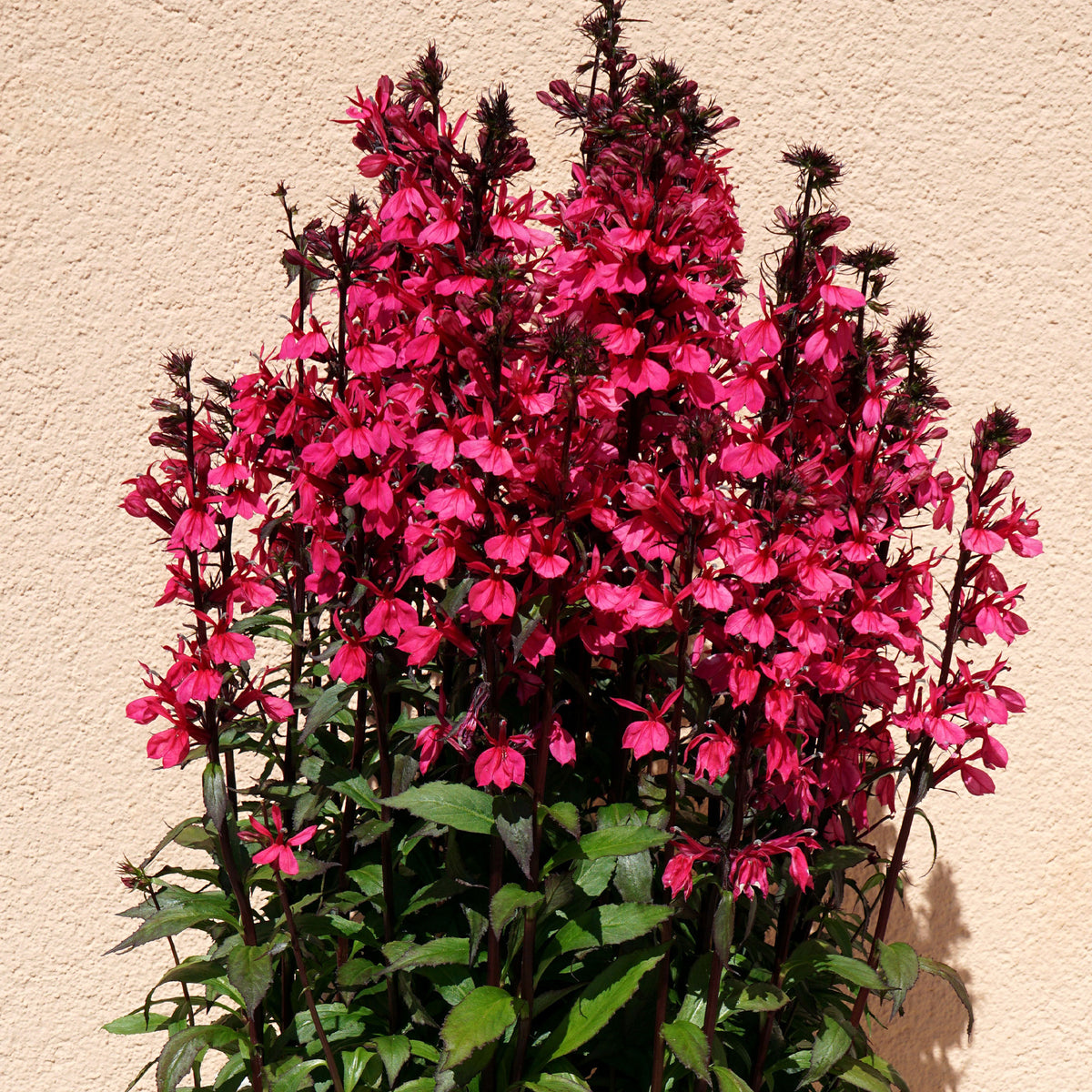 Vaste lobelia Russian Princess - Willemse