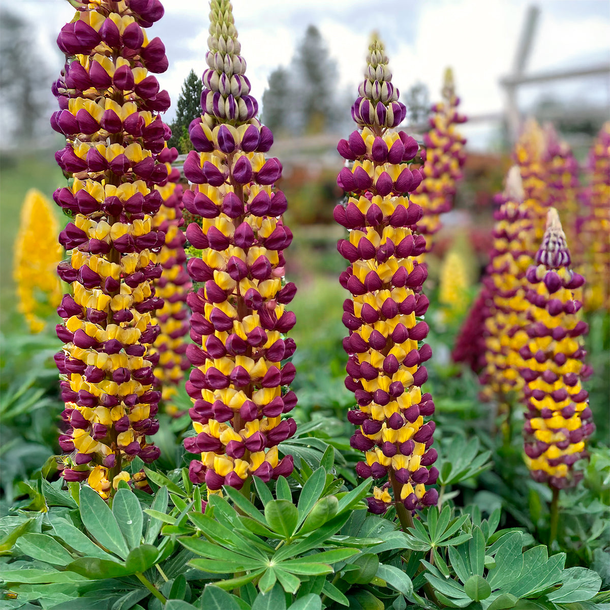 Lupine Manhattan Lights® - Lupinus Manhattan Lights® - Willemse