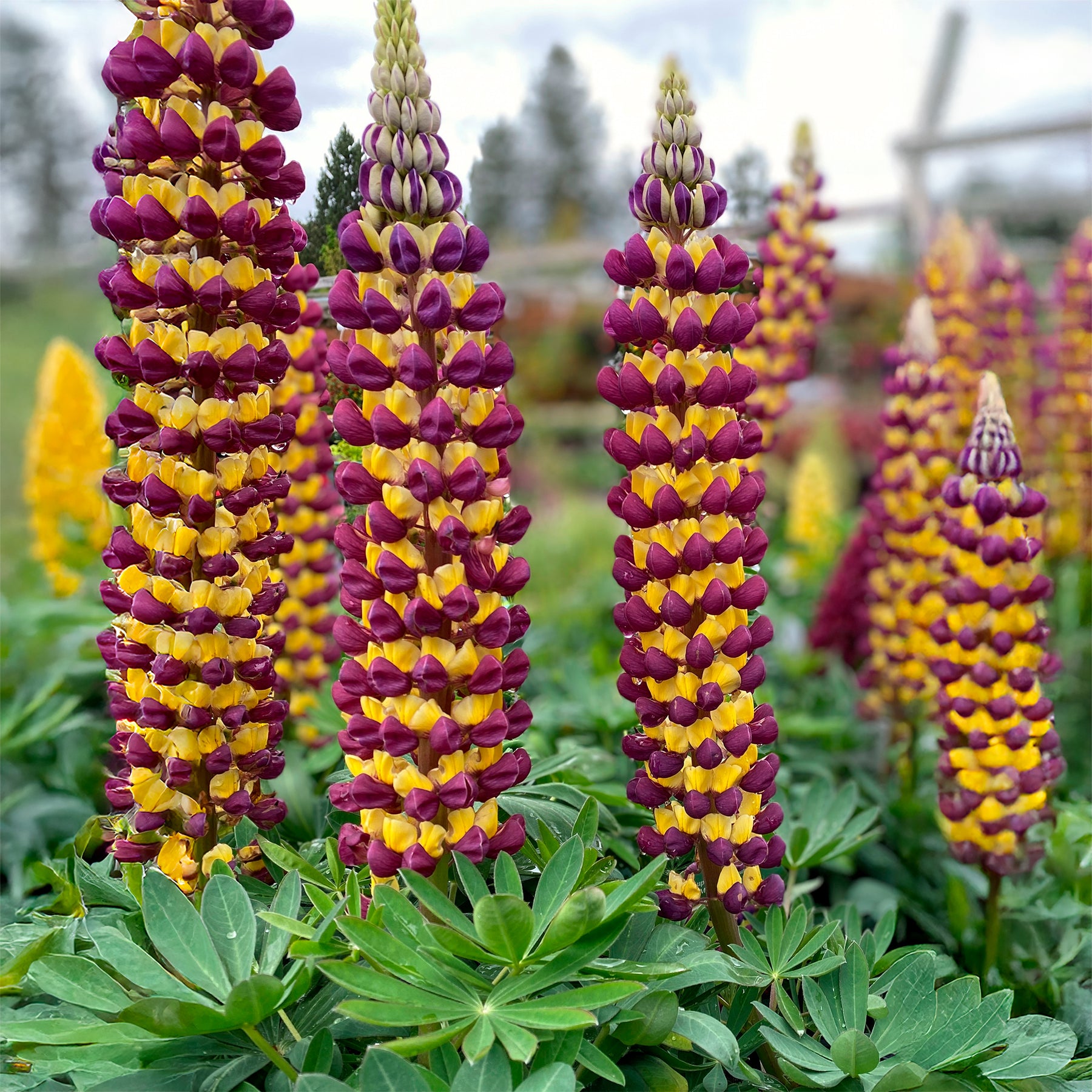 Lupine Manhattan Lights® - Lupinus Manhattan Lights® - Willemse