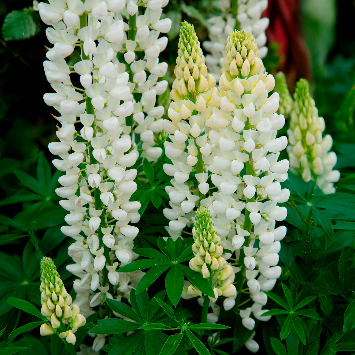 Lupine - Lupine Noble Maiden - Lupinus Noble Maiden