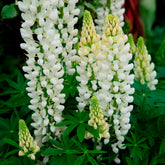 Lupine - Lupine Noble Maiden - Lupinus Noble Maiden