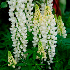 Lupine - Lupine Noble Maiden - Lupinus Noble Maiden