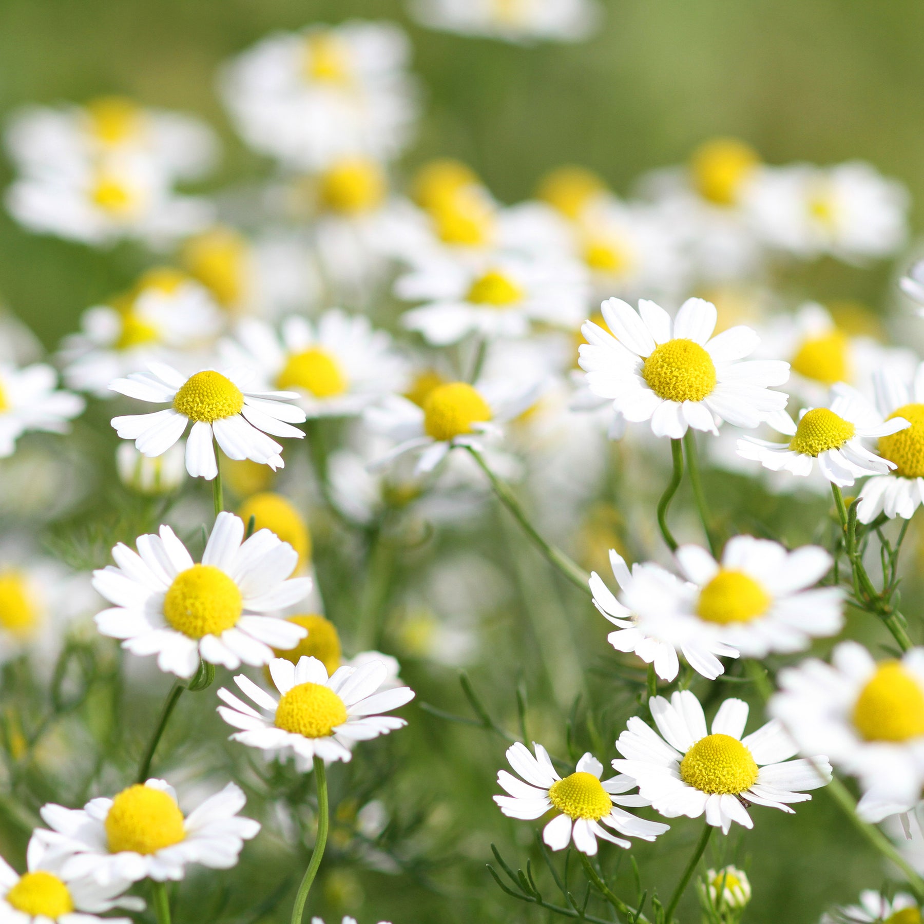 Lupine Noble Maiden - Willemse