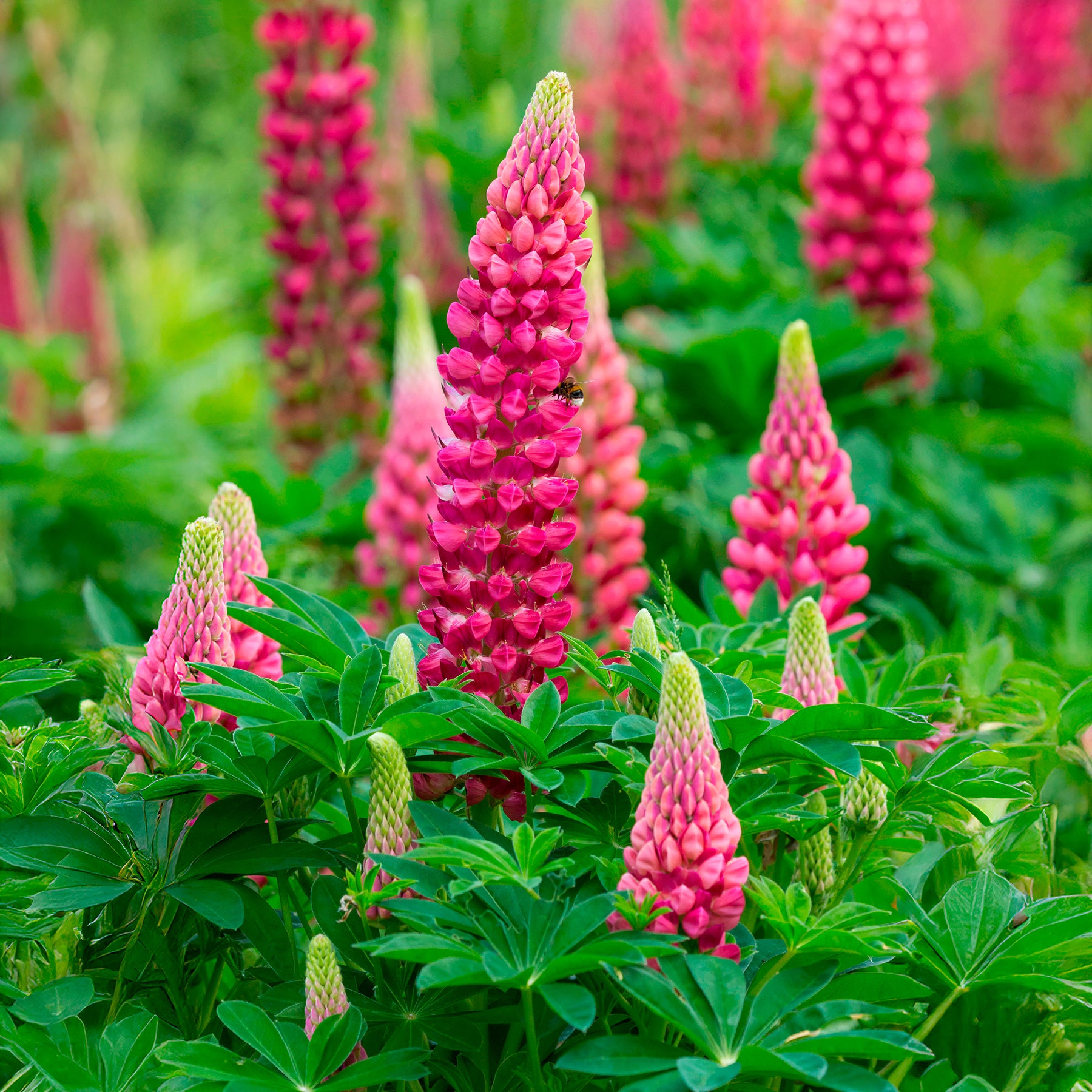 Lupine The pages - Lupinus The Pages - Willemse