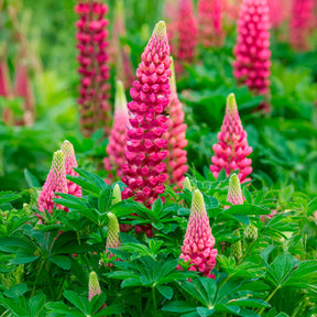 Lupine The pages - Lupinus The Pages - Willemse