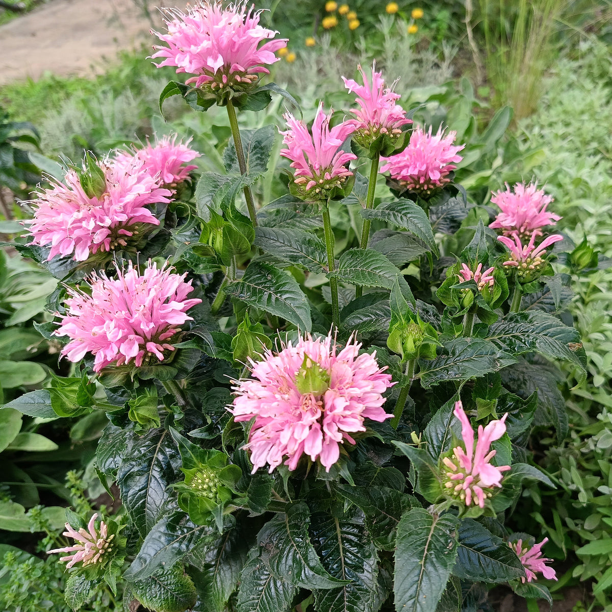 Monarda Sugar Buzz Pink Frosting