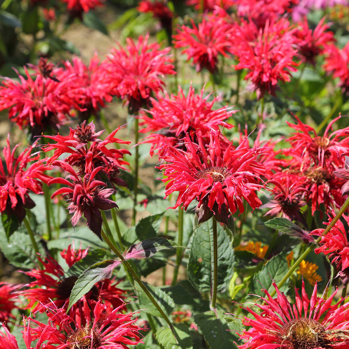 Bergamotplant - Monarda didyma - Willemse