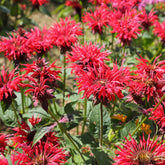 Bergamotplant - Monarda didyma - Willemse