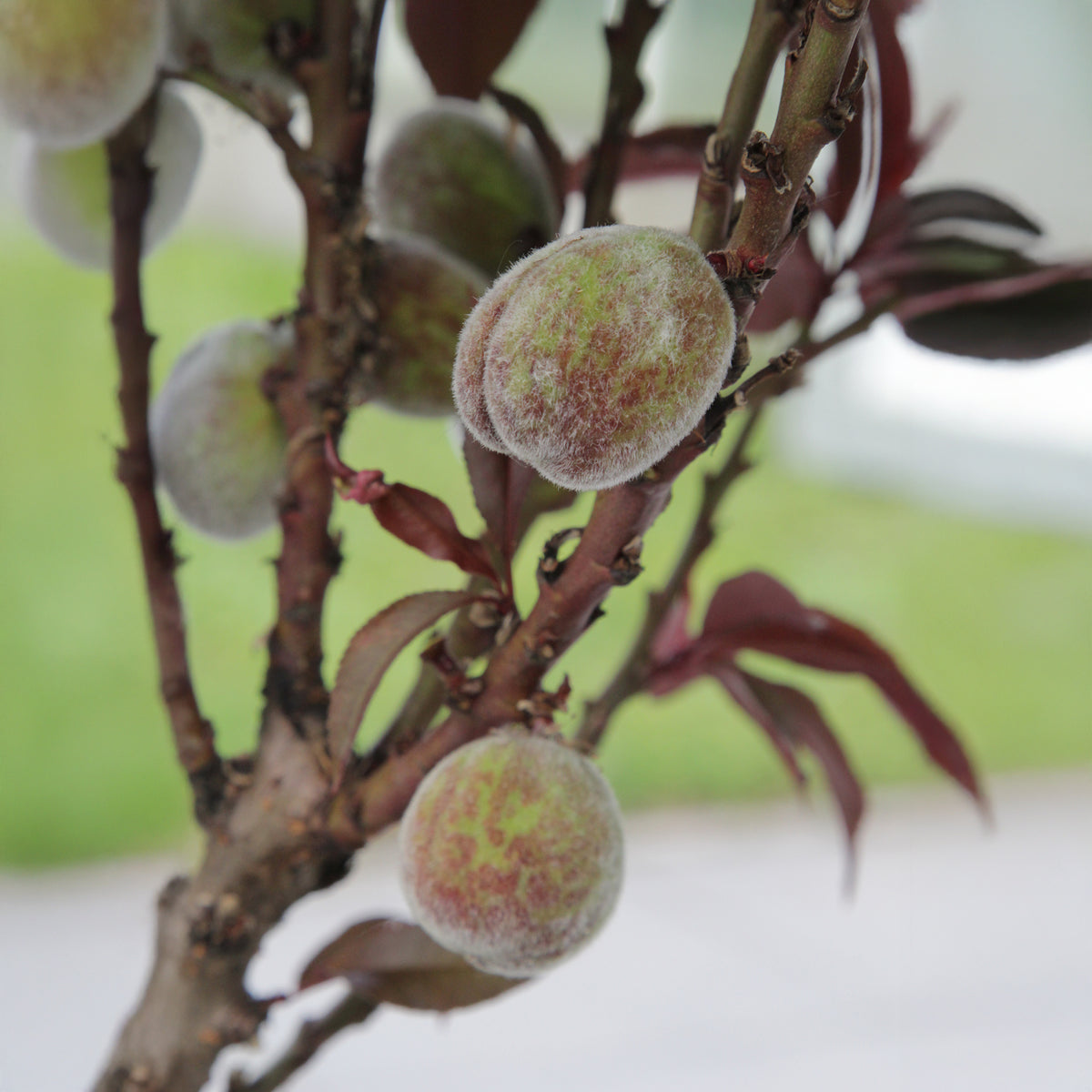 Roodbladige perzik Rubira - Willemse