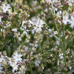 Lychnis flos-cuculi White Robin - Echte koekoeksbloem White Robin - Bloeiende vaste planten