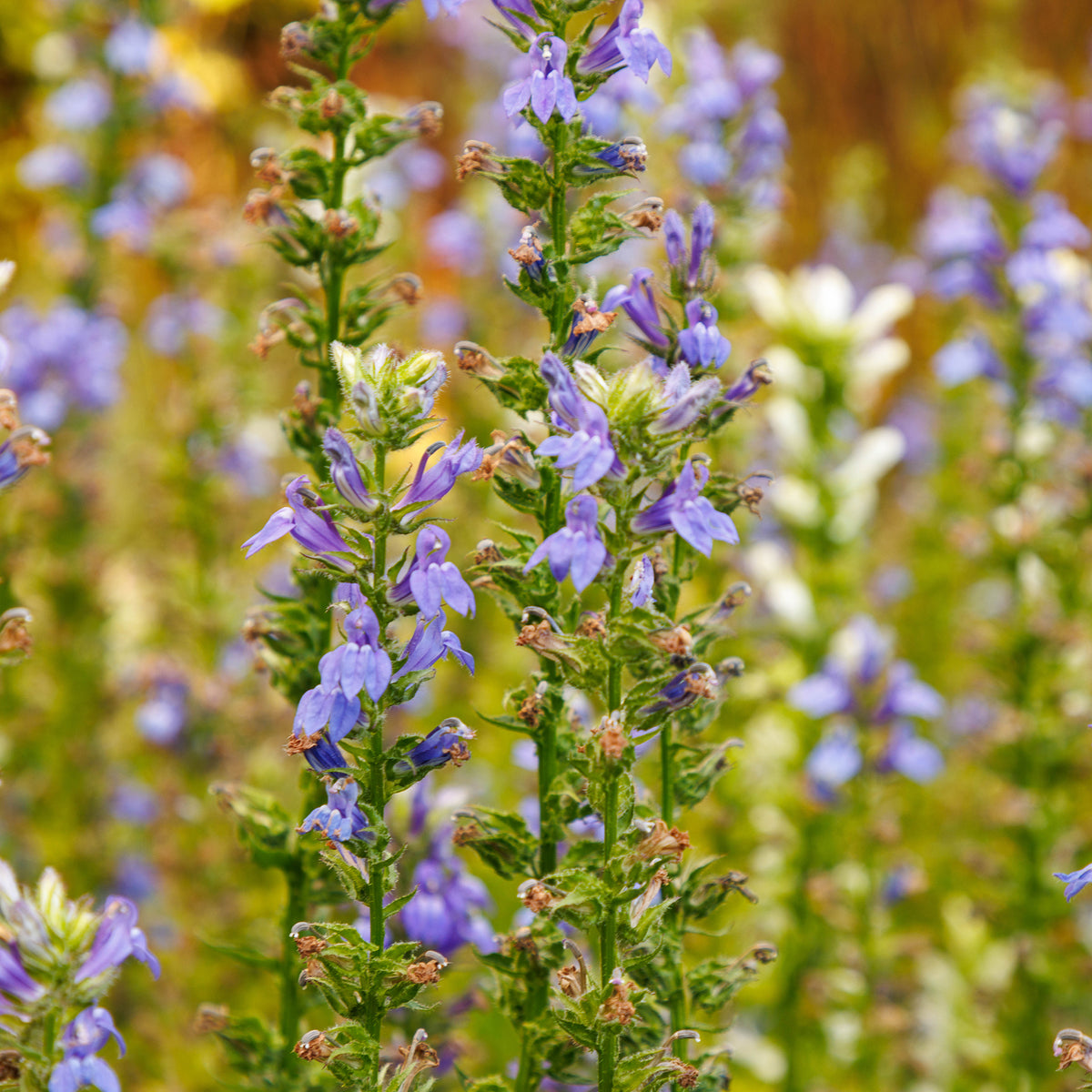 Virginische lobelia - Lobelia siphilitica - Willemse