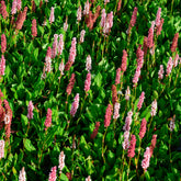 Persicaria - Duizendknoop - Duizendknooop Kabouter - Persicaria affinis Kabouter