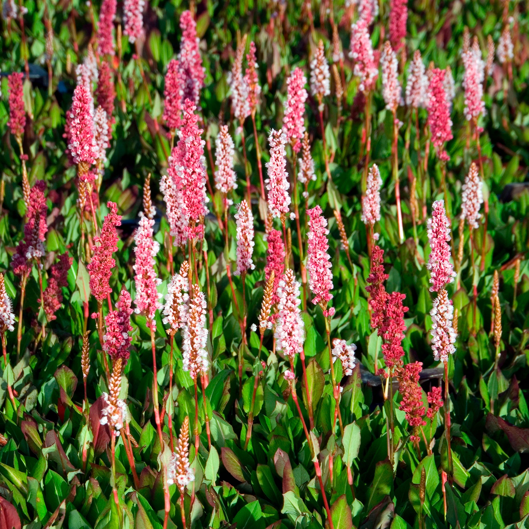 Persicaria affinis Kabouter - Duizendknooop Kabouter - Persicaria - Duizendknoop