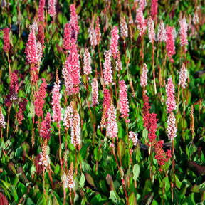 Persicaria affinis Kabouter - Duizendknooop Kabouter - Persicaria - Duizendknoop