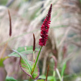 Persicaria amplexicaulis Blackfield - Duizendknooop Blackfield - Persicaria - Duizendknoop