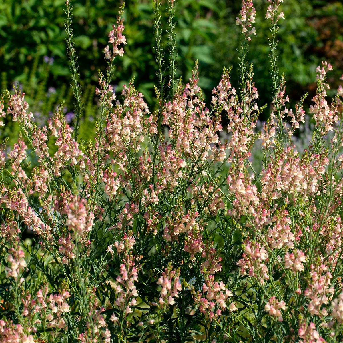 Vlasleeuwenbek Peachy - Willemse