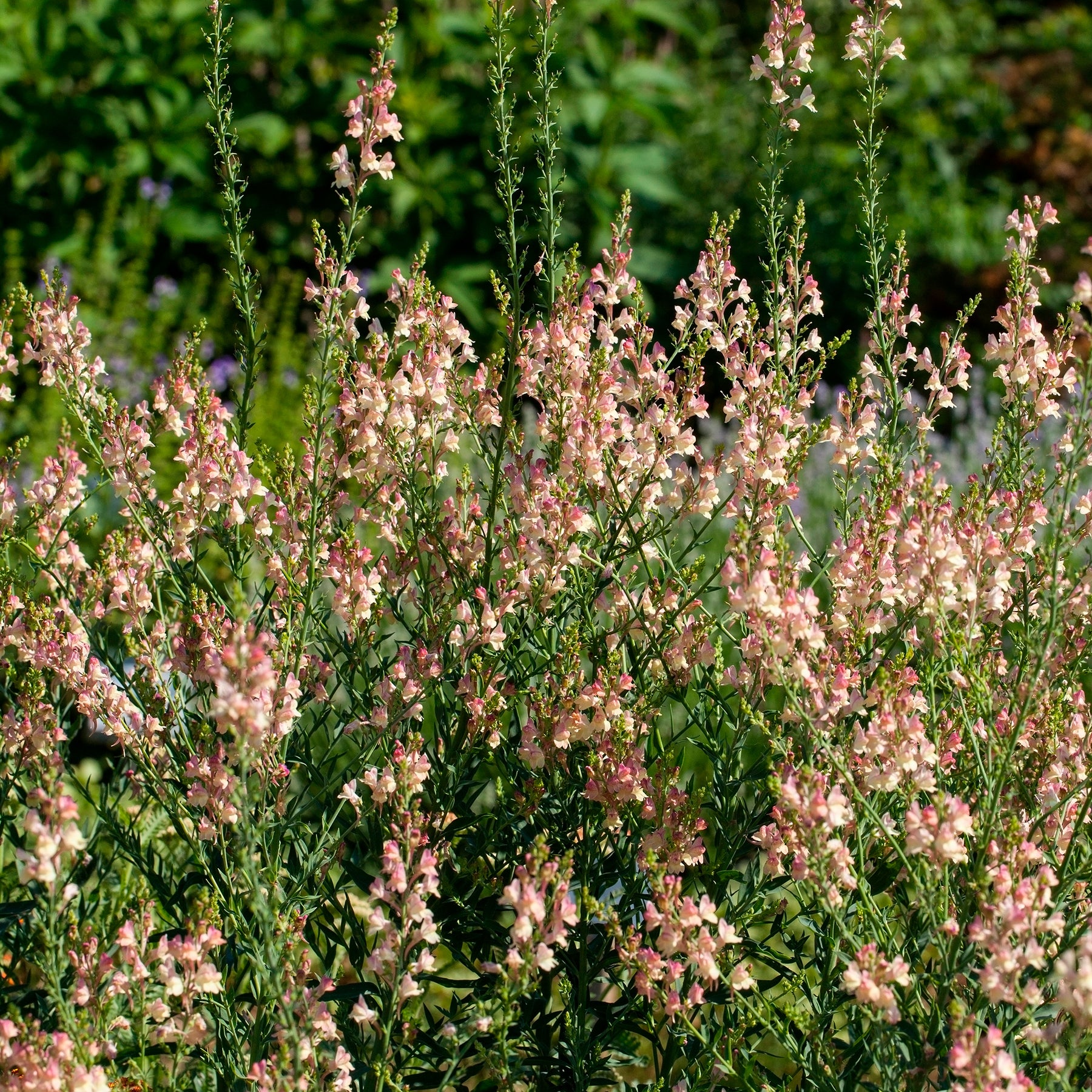 Vlasleeuwenbek Peachy - Willemse