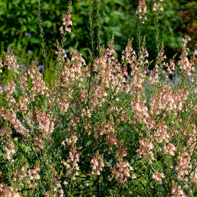 Vlasleeuwenbek Peachy - Willemse