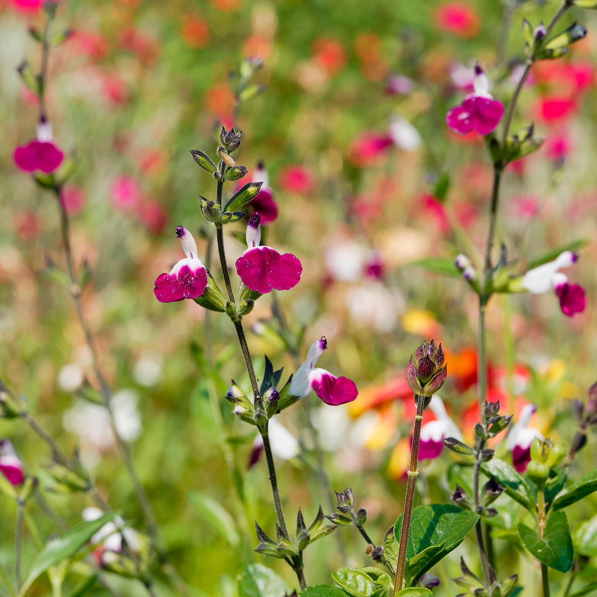 Herfstsalie Amethyst Lips - Salvia greggii Amethyst Lips - Willemse