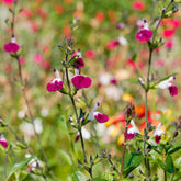 Herfstsalie Amethyst Lips - Salvia greggii Amethyst Lips - Willemse