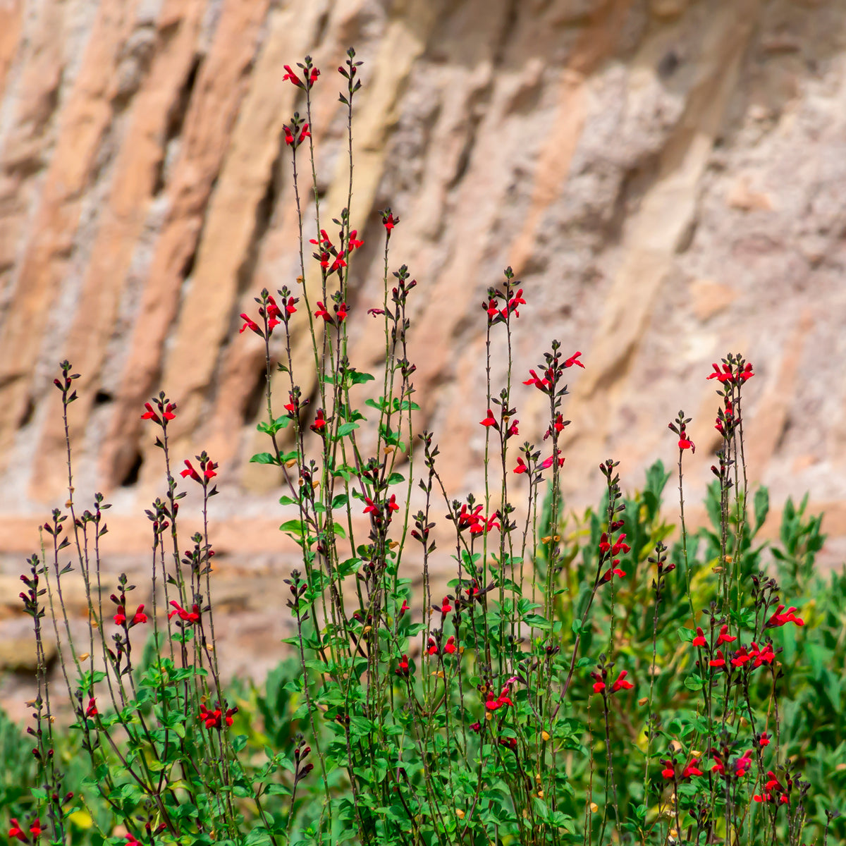 Salie Rêve Rouge - Willemse