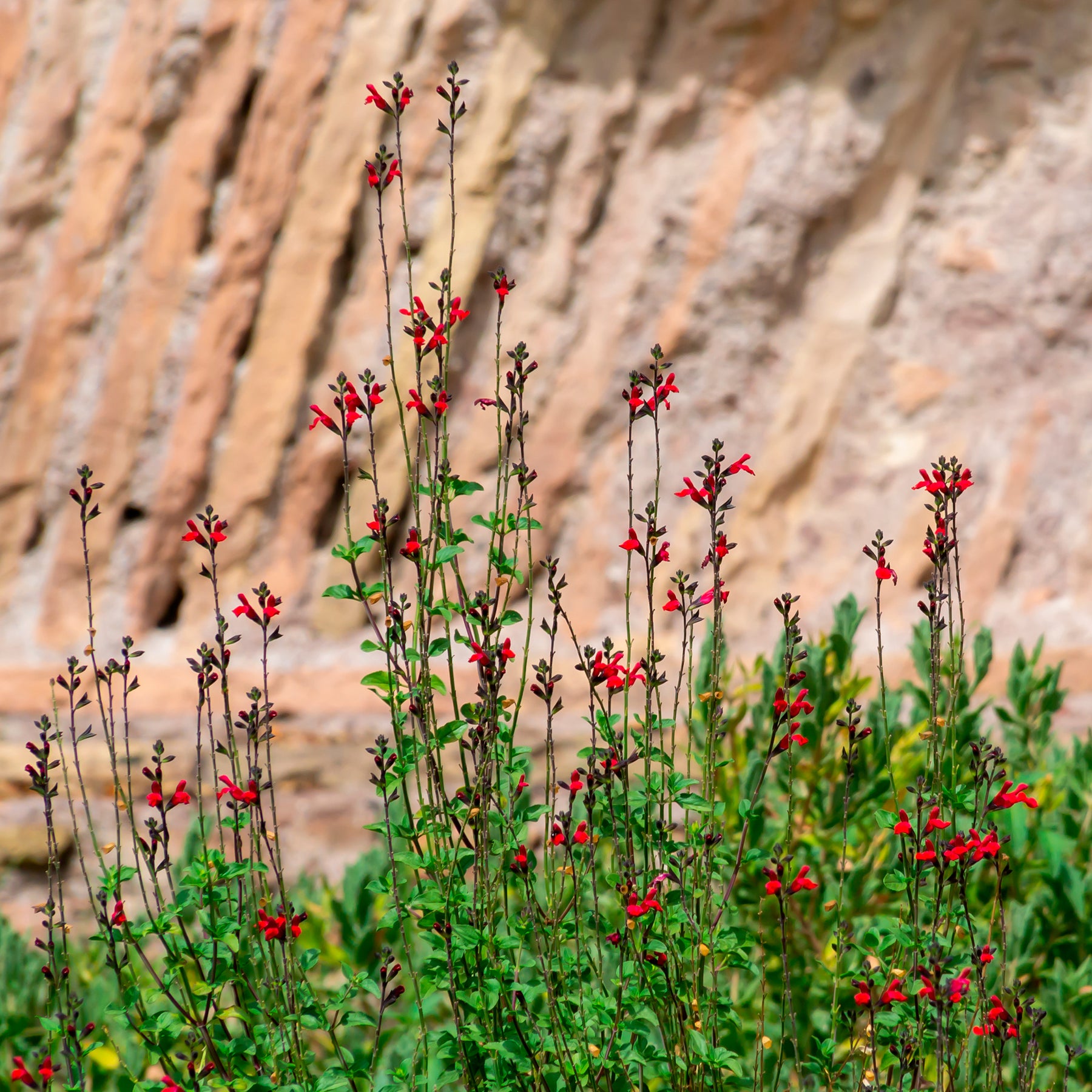 Salie Rêve Rouge - Willemse