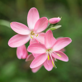 Schizostylis coccinea Pink Butterflies - Moerasgladiool Pink Butterflies - Bloeiende vaste planten