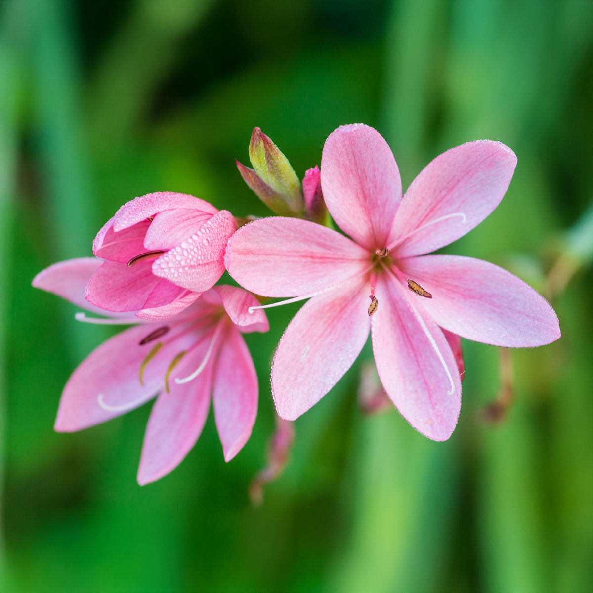 Moerasgladiool Pink Butterflies - Schizostylis coccinea Pink Butterflies - Willemse
