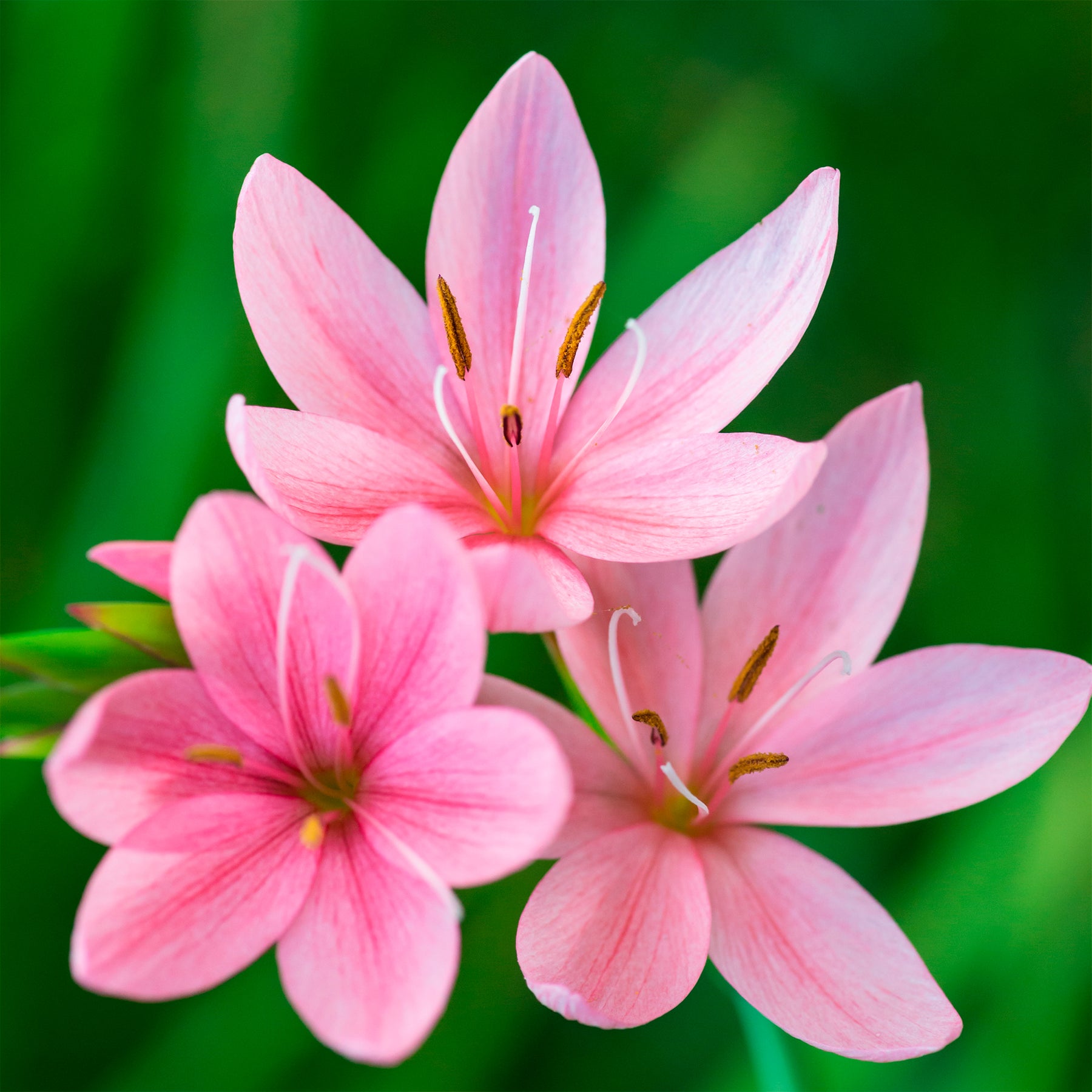 Moerasgladiool Pink Butterflies - Willemse