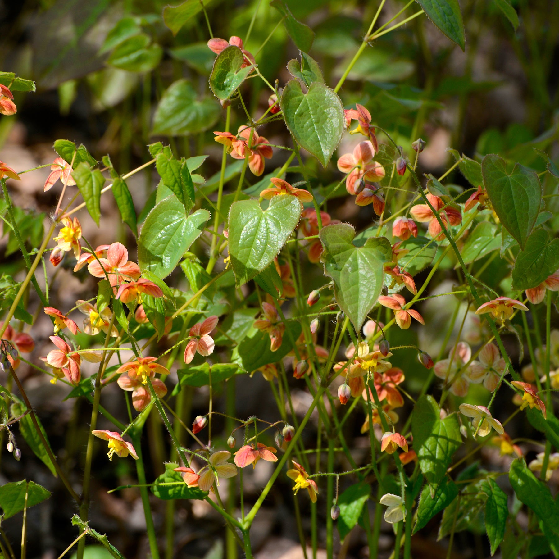 Elfenbloem - Willemse