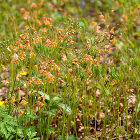 Epimedium warleyense - Elfenbloem - Epimedium