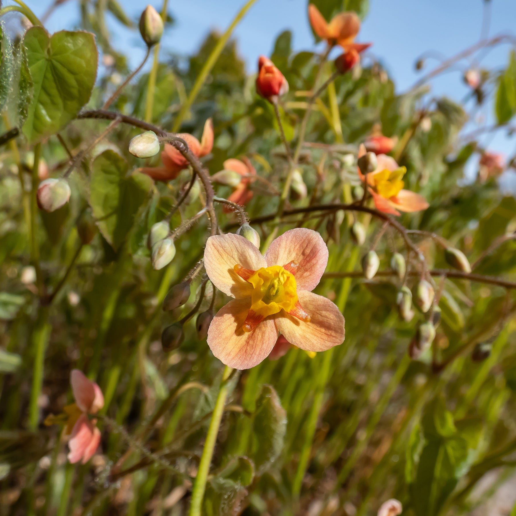 Elfenbloem - Epimedium warleyense - Willemse