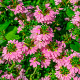 Scaevola aemula Baby Pink Touch - Willemse