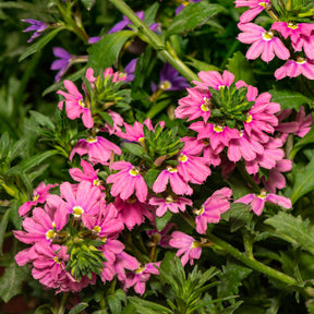 Scaevola aemula Baby Pink Touch - Willemse
