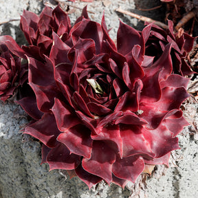 Sempervivum Chick Charms® Chocolate Kiss - Huislook Chick Charms ® Chocolate Kiss - Sempervivum - Huislook