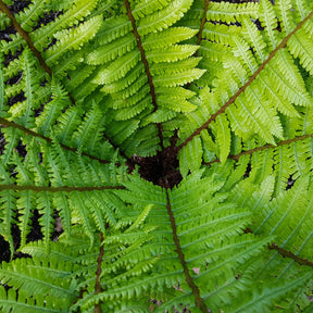 Zwarteschubvaren - Dryopteris wallichiana - Willemse
