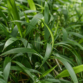 Palmgras