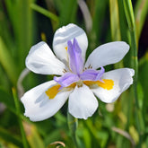Dietes grandiflora - Afrikaanse iris - Bloeiende vaste planten