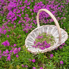 Ruige tijm - Willemse