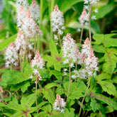 Perzische muts Morning Star - Willemse