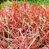 Mahoniegras Everflame Belindas Find ® - Willemse