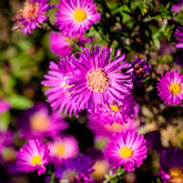 Herstaster Anneke - Willemse