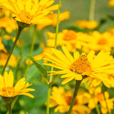 Arnica montana - Valkruid - Wilde vaste planten