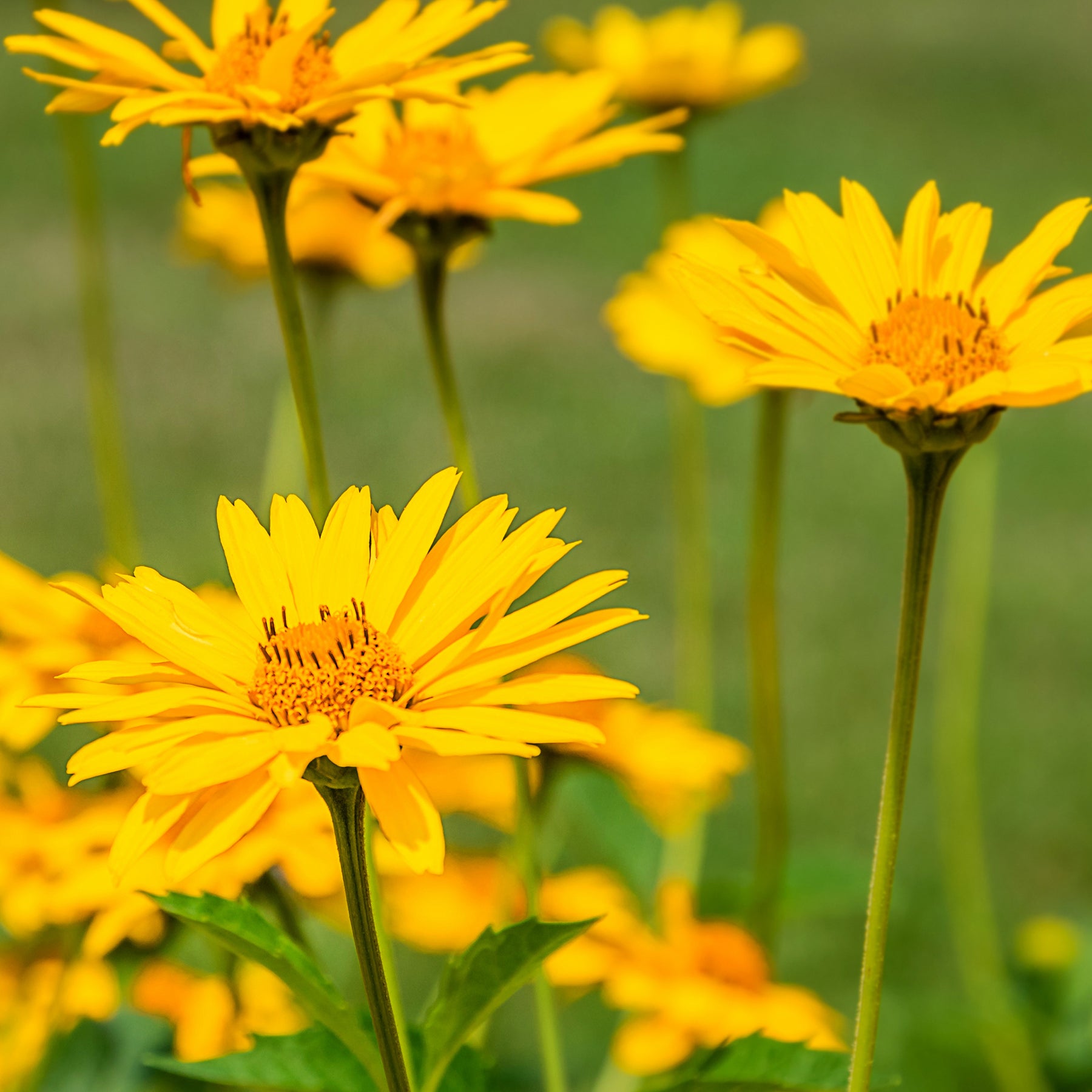 Valkruid - Arnica montana - Willemse