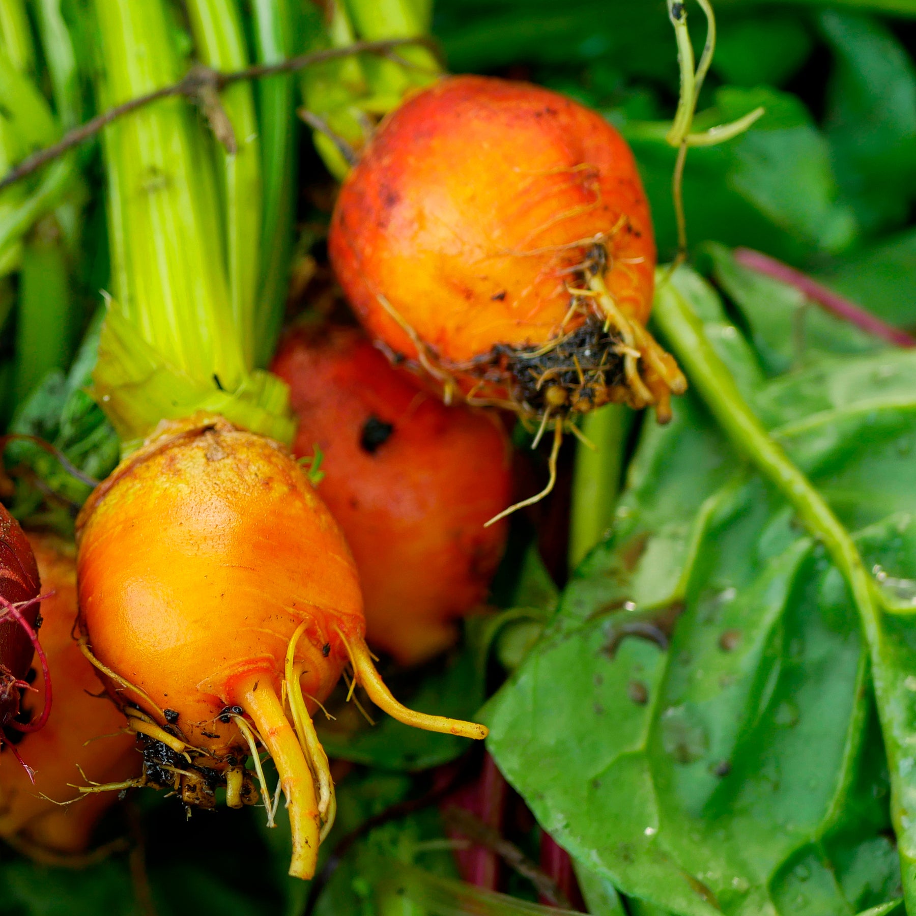 Rode biet Burpees Golden - Beta vulgaris Burpees Golden - Willemse