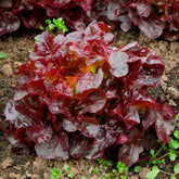 Ijsbergsla Batavia Bocado - Lactuca sativa capitata Bocado - Willemse