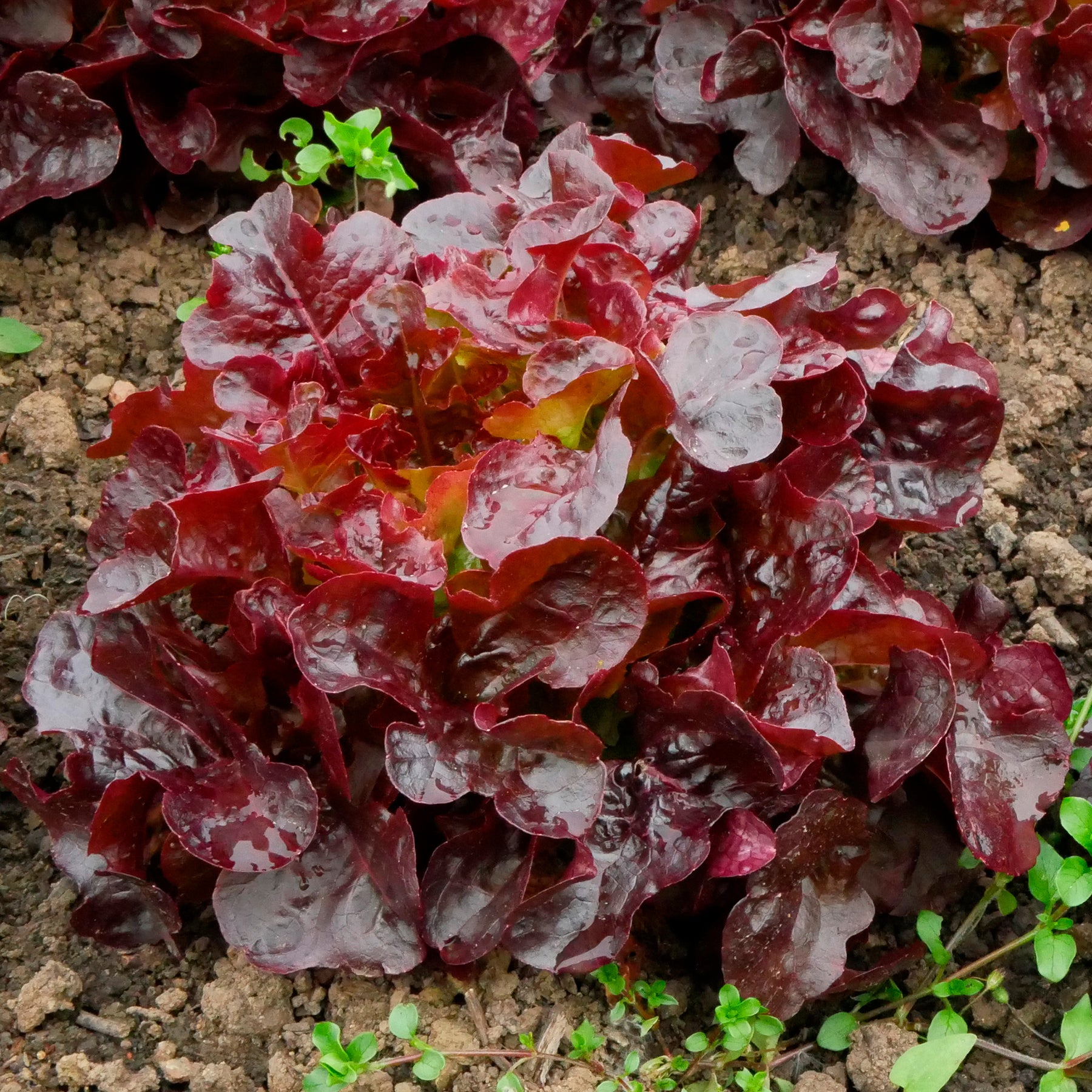 Ijsbergsla Batavia Bocado - Lactuca sativa capitata Bocado - Willemse
