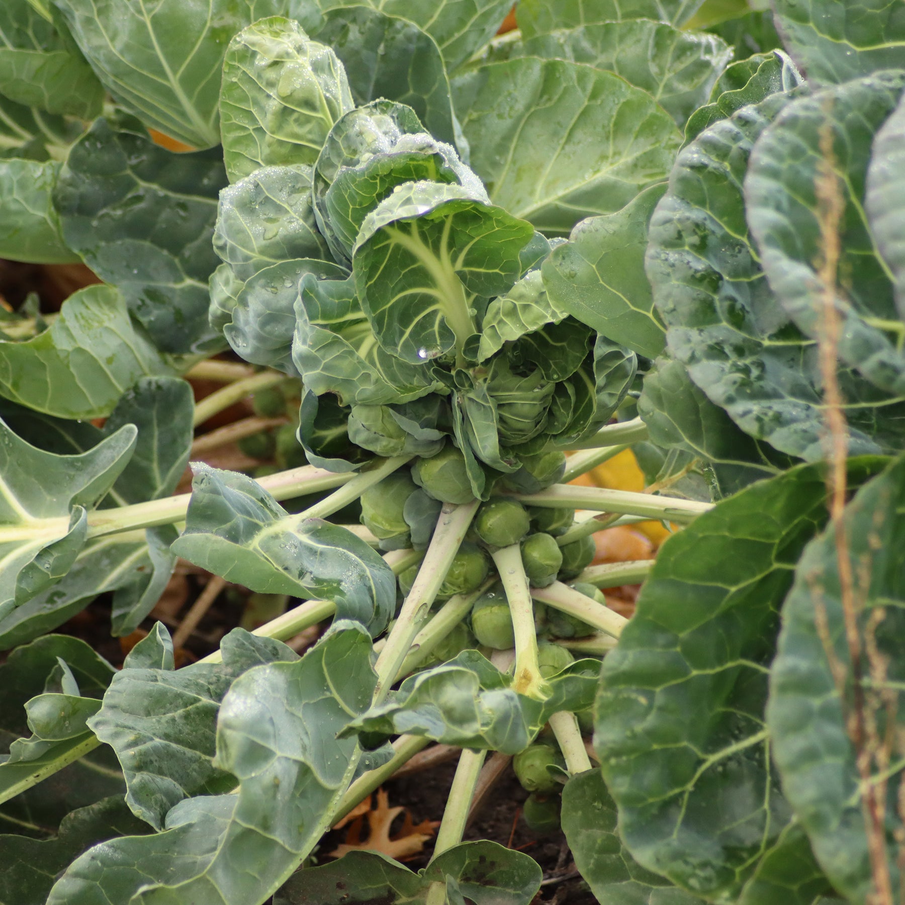 Spruiten Bright F1 - Brassica oleracea gemmifera Bright F1 - Willemse