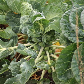 Spruiten Bright F1 - Brassica oleracea gemmifera Bright F1 - Willemse